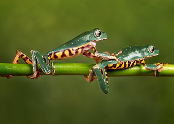 Frogs, Animal, green, tree HD wallpaper