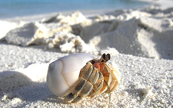 Animals, Sand, Macro, Hide, Crab, Disappear HD wallpaper