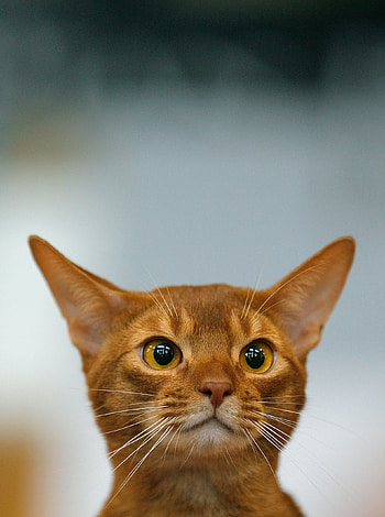 Abyssinian, Katzenvideos im Netz, Meine Mieze, Beste HD phone wallpaper