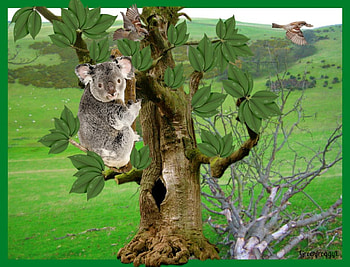 KOALA UP A GUMTREE, GUMTREE, KOALA, CREATION, ABSTRACT HD wallpaper