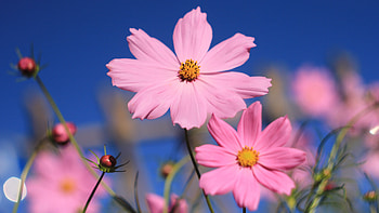 Pink Cosmos Flower, flowers, pink HD wallpaper