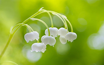 High-quality , Stunning floral , Unforgettable beauty, Lily of the valley delight HD wallpaper