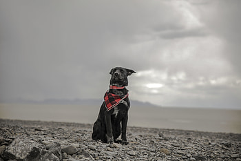 Animals, Sea, Shore, Bank, Dog, Kerchief, Handkerchief, Collar HD wallpaper