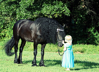 My Little Princess, horses, black, friesian, drafthorse, dutch, keegan HD wallpaper