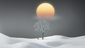 Penguin Tree Sunset Maniuplation, penguin, artist, artwork, digital-art HD wallpaper