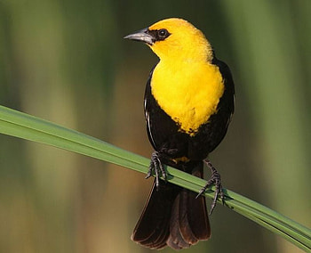Beautiful Bird, cute, beautiful, bird HD wallpaper