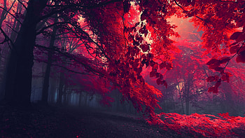Comment HD wallpaper