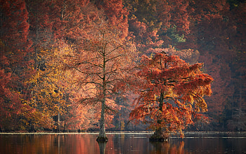 Bald Cypresses at Trap Pond State Park, Delaware, leaves, fall, autumn, trees, colors, water, usa, reflections HD wallpaper