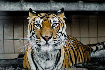 Animals, Muzzle, Predator, Big Cat, Sight, Opinion, Tiger HD wallpaper