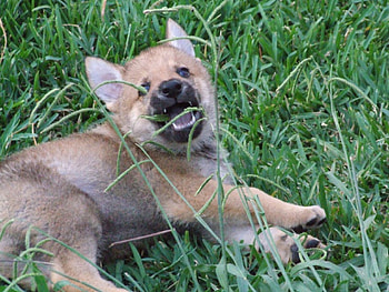 Iberian Wolf Cub, spain, spanish, cub, animals, dogs, iberian, wolf HD wallpaper
