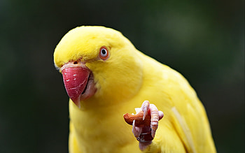 yellow parrot, animal, bird, parrot, yellow HD wallpaper