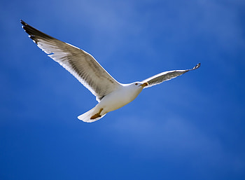Blue sky, bird, flight, seagull HD wallpaper