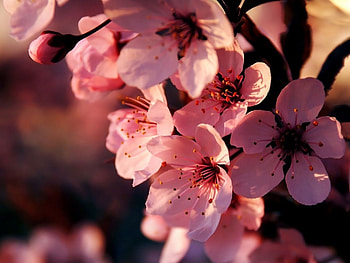 Plants, Flowers HD wallpaper