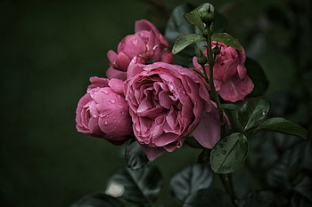 Roses, Buds, Leaves, Drops, Ros HD wallpaper