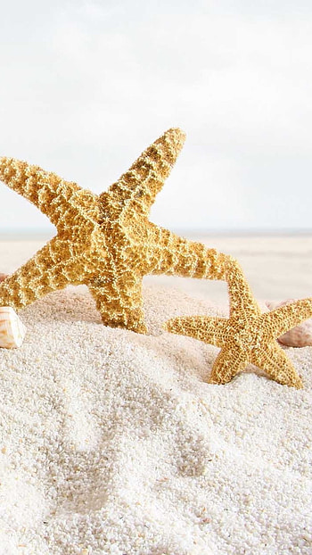 Cute Summer, Summer, Beach Background, starfish HD phone wallpaper