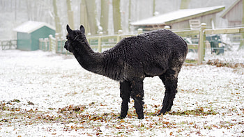 Black alpaca, Grazing peacefully, Unique video, Animal serenity HD wallpaper