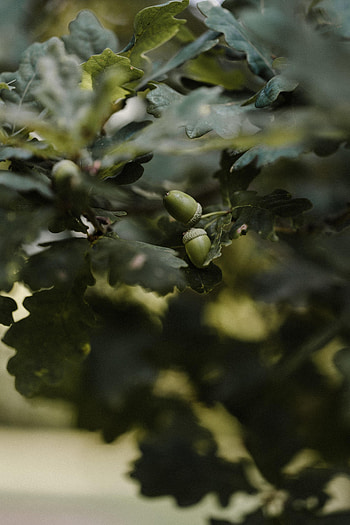Nature, Leaves, Macro, Branches, Acorn HD phone wallpaper
