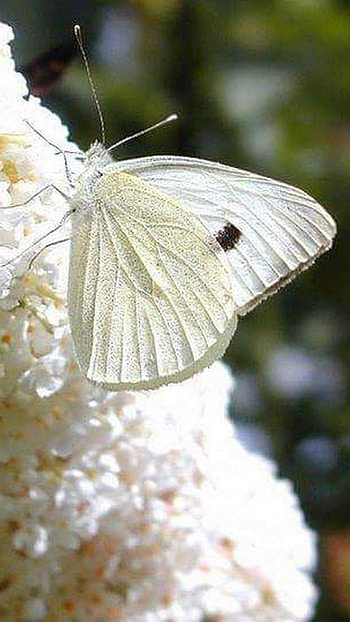 White Butterfly, Adorable Background, Aesthetic HD phone wallpaper