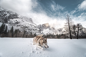 Siberian Husky In Snow , siberian-husky, animals, dog, snow HD wallpaper