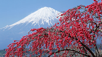 Jorden/Natur - Mount Fuji Vulkan Japan Blossom Bakgrund HD wallpaper
