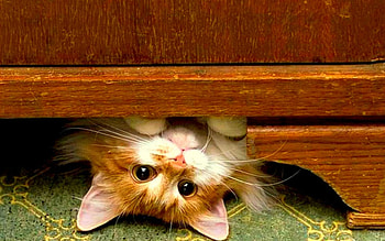 Weight Lifter, animals, cute, cat, funny, pet HD wallpaper