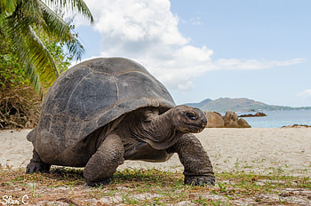Seychelles, Aldabra Giant Tortoise HD wallpaper