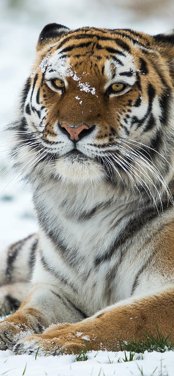 Tiger Aesthetic , Artistic interpretation, Abstract beauty, Striking visuals HD phone wallpaper