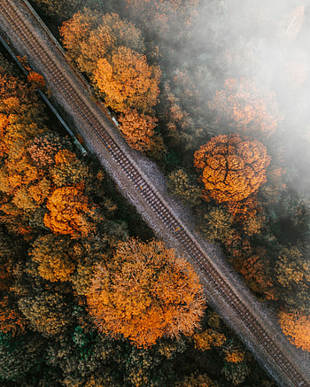 Nature, Trees, View From Above, Top, Tops, Railway, Rails HD phone wallpaper