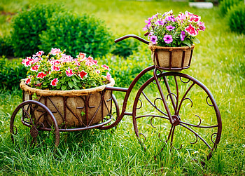 Tricycle with flowers, flower, green, true cycle, stuff, grass, vara, petunia HD wallpaper