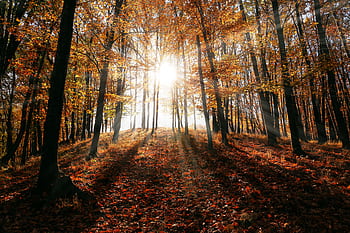 Sunlight streaming through autumn trees, casting shadows on fallen leaves in a peaceful forest. HD wallpaper