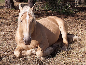 A lazy day, horse, awesome HD wallpaper
