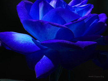Bloom, blue, rose, black, flower HD wallpaper