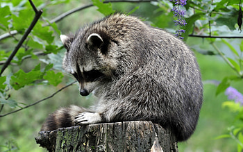 Log-dwelling raccoon, Waterfront view, Nature's serenity, Forest retreat HD wallpaper