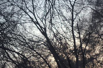Nature, Trees, Sky, Darkness, Helios HD wallpaper