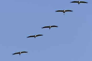 Animals, Sky, Flock, Crane HD wallpaper