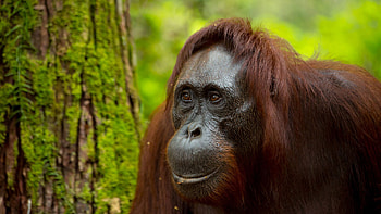 Orangutan, Borneo inhabitant, Indonesian wildlife HD wallpaper