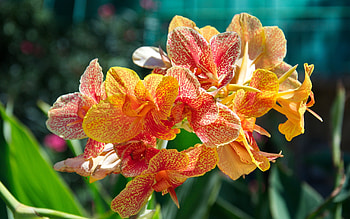 Plants, Flowers HD wallpaper