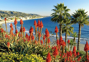 ~A Beautiful morning, in Laguna Beach, California~, sea, sand, california, foilage, beautiful, beach, paridse, nature, flowers, laguna beach, palm trees, ocean HD wallpaper