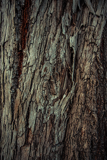 Wood, Wooden, Tree, Texture, Textures, Bark HD phone wallpaper
