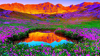 Purple Flowers, river, reflection, landscape, colors, mountains, water HD wallpaper