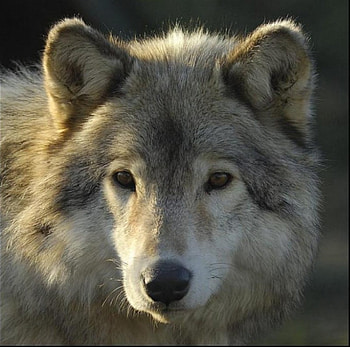 Nice Wolfsface, dog, animal, wolf, grey HD wallpaper