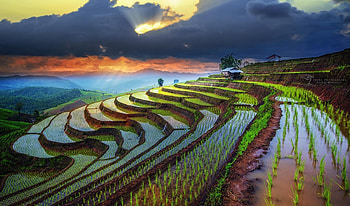 Rows of Rice Patties in China, rice patties, nature, China, scenic, colors HD wallpaper