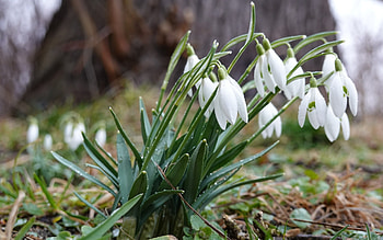 Snowdrops, flowers, spring, macro HD wallpaper