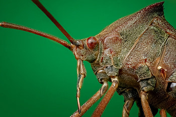 Macro, Close-Up, Insect, Bug, Beetle HD wallpaper