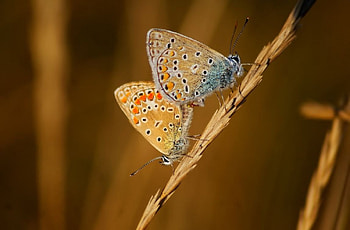 Love me at sunset, softness, graphy, , insects, meadow, grass, spring, summer, butterfly, abstract, animals, field, close-up, nature, macro HD wallpaper