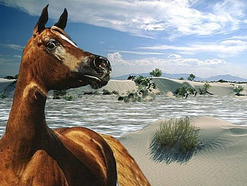 Horse Bahamas, horses, nature, abstract, beach HD wallpaper