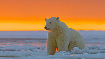 Alaskan wilderness, Arctic bear magnificence, Ultra brilliance, Icy beauty HD wallpaper