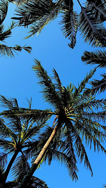 Tropical paradise, Silhouette against sky, Exotic vacation, Relaxing atmosphere HD phone wallpaper