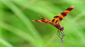 Macro, Blur, Smooth, Insect, Dragonfly HD wallpaper