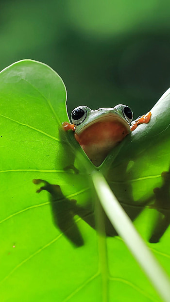 Cute Frog, Little Frog HD phone wallpaper